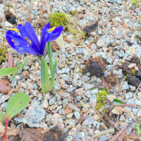 Iris reticulata "Blue Pearl"