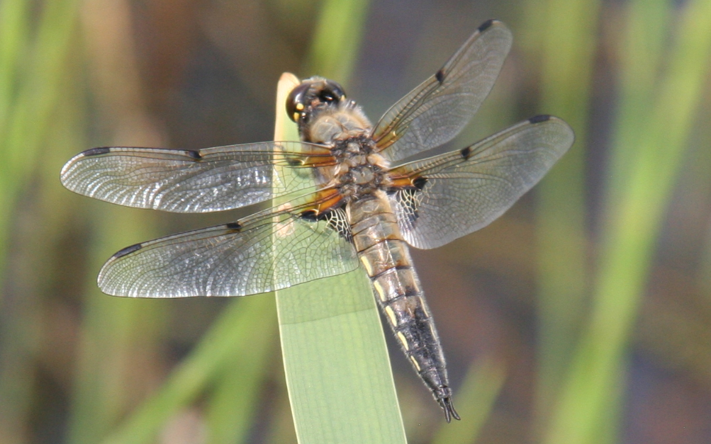 Four-Spotted-Chaser