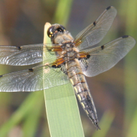Four-Spotted-Chaser