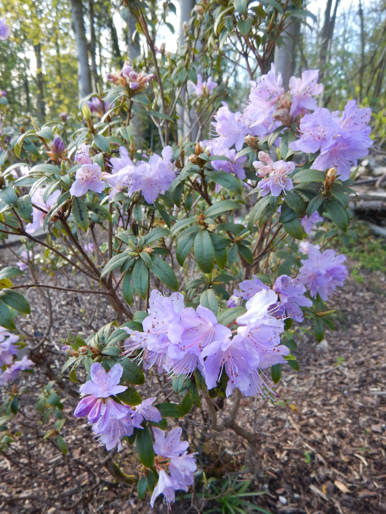 Rhododendron-6