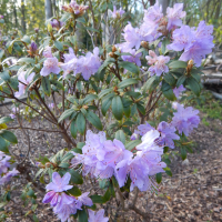 Rhododendron-6