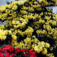 R. Hotei (yellow) and R. repens