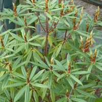 Rhododendron foliage
