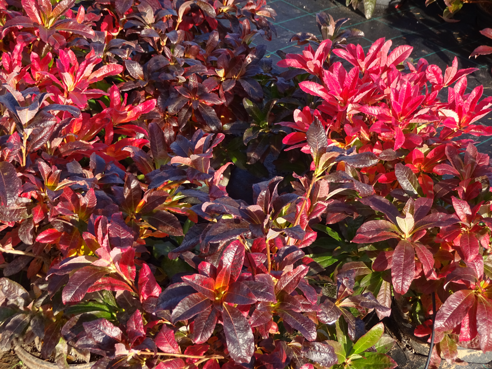Autumn colour in deciduous azalea