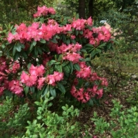 Rhododendron Not Named