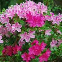 Azalea unknown with 2 kinds of flowers