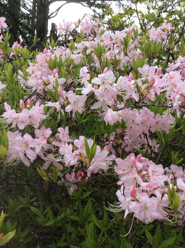 Rhododendron schlippenbachii