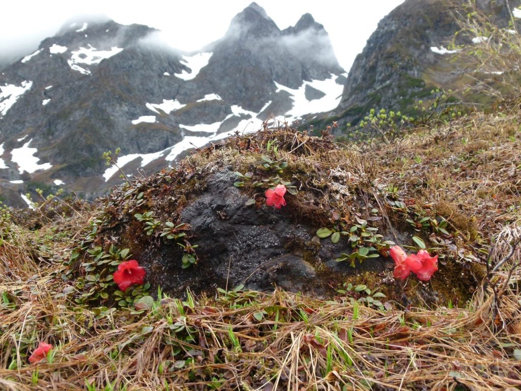 Rh. forrestii repens in Yunnan