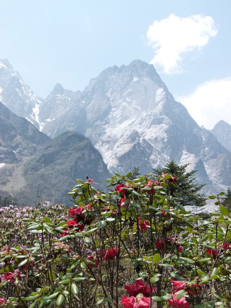 Rh. thomsonii in Sikkim