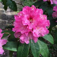 R. Handsworth-Scarlet