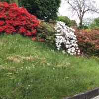 Rhododendron Not Named