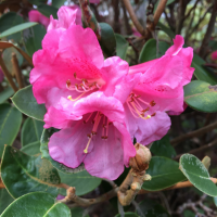 R. flinkii. Sometimes called PinkFlink