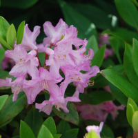 Rh. racemosum (possibly)