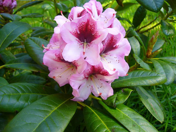 2020 Rhododendron Show Page | The Scottish Rhododendron Society