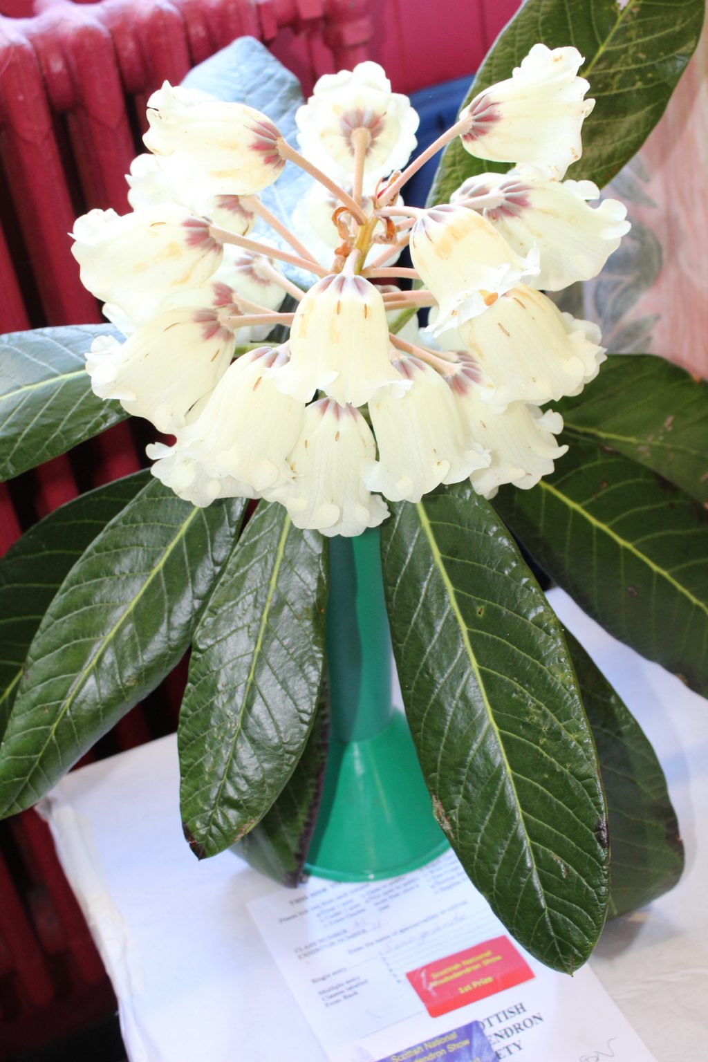 2025 Rhododendron Show Page The Scottish Rhododendron Society IMG 4866 1024x1536